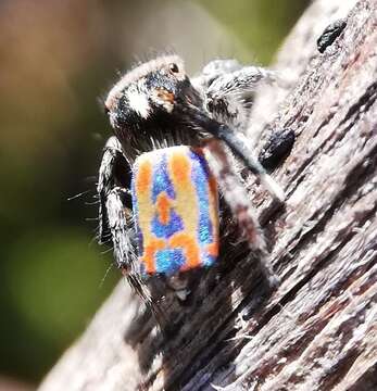 Image of Maratus clupeatus Otto & Hill 2014