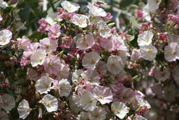 Image de Convolvulus floridus L. fil.