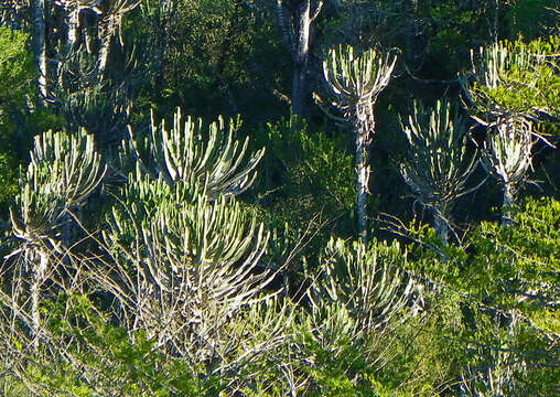 Imagem de Euphorbia triangularis Desf. ex A. Berger