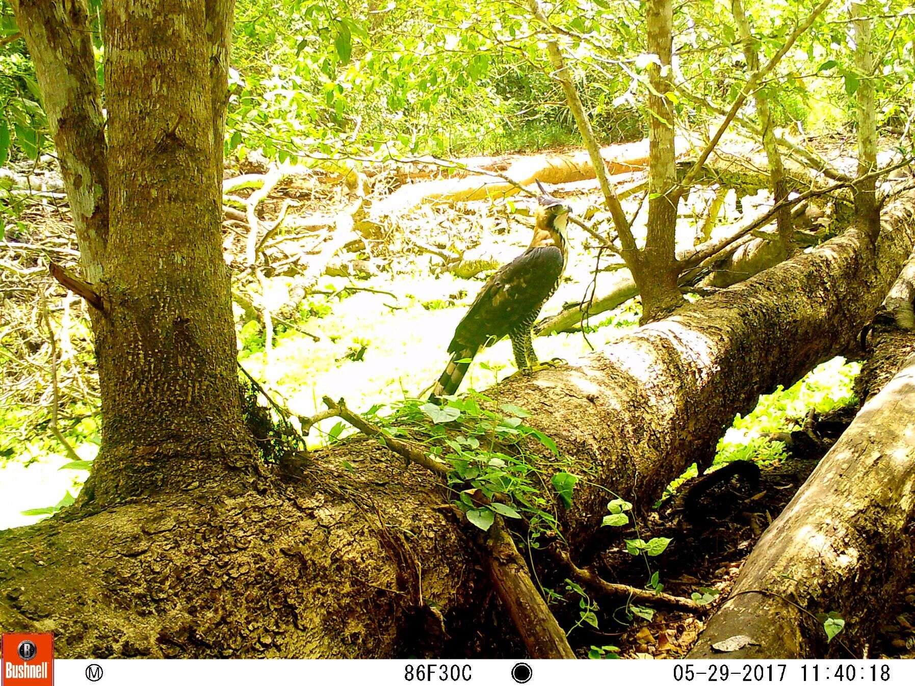 Spizaetus ornatus (Daudin 1800) resmi