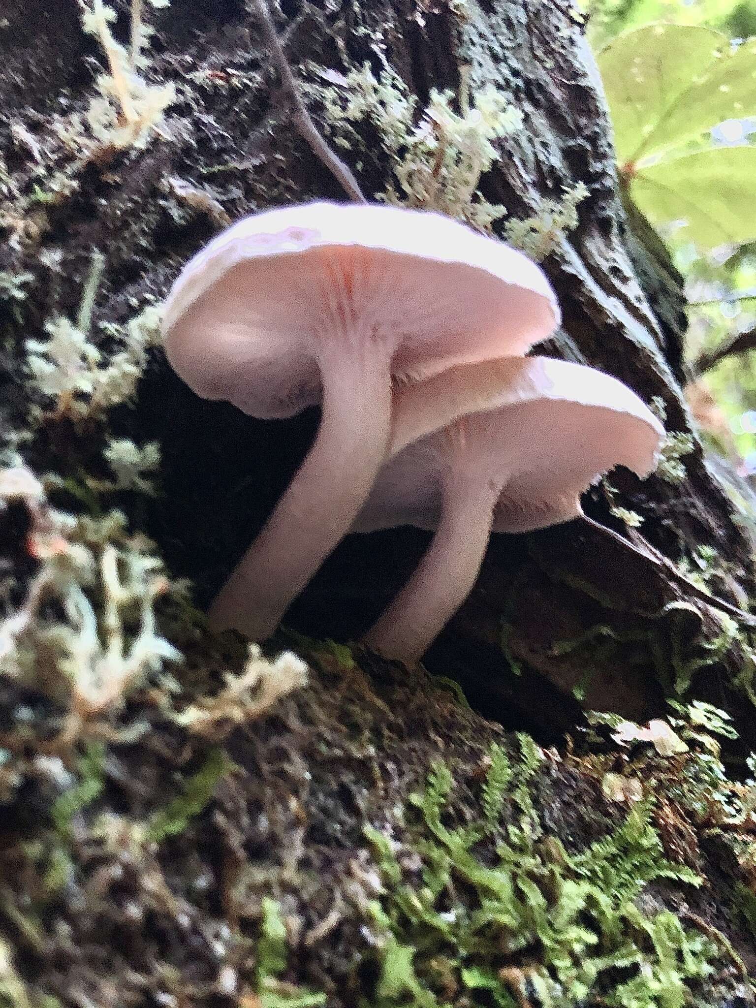 Image of Neolentinus kauffmanii (A. H. Sm.) Redhead & Ginns 1985