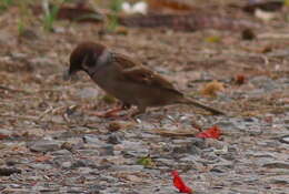 Image of Passer montanus malaccensis Dubois & Ajc 1887