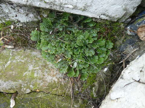 Image of Marchantia polymorpha subsp. ruderalis Bischl. & Boissel.-Dub.