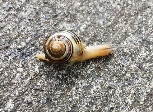 Image of Brown Lipped Snail