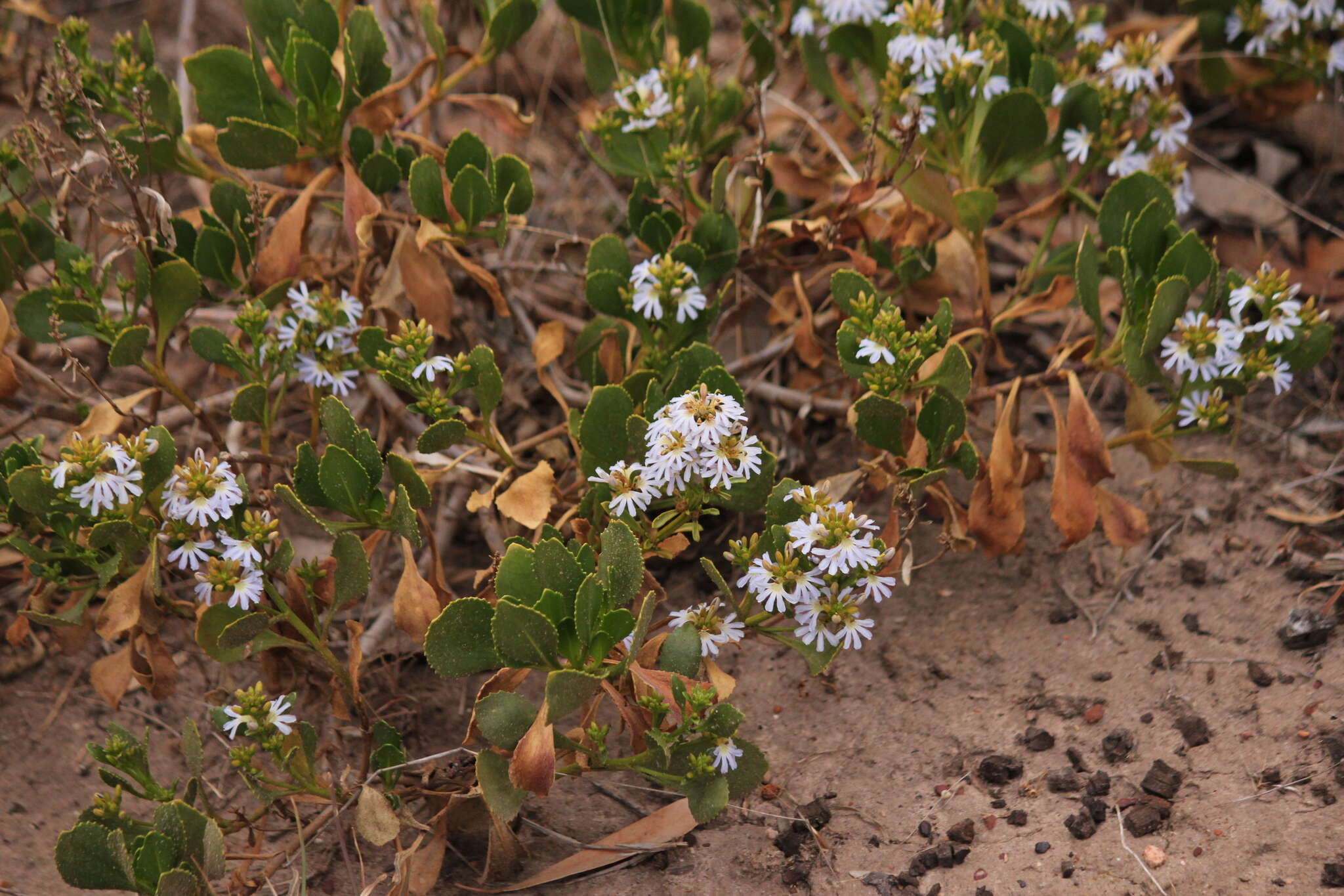 Image of Scaevola crassifolia Labill.