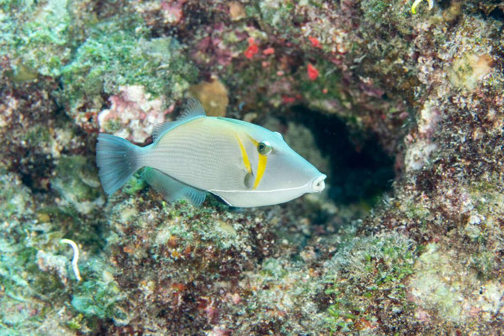 Image of Boomerang triggerfish