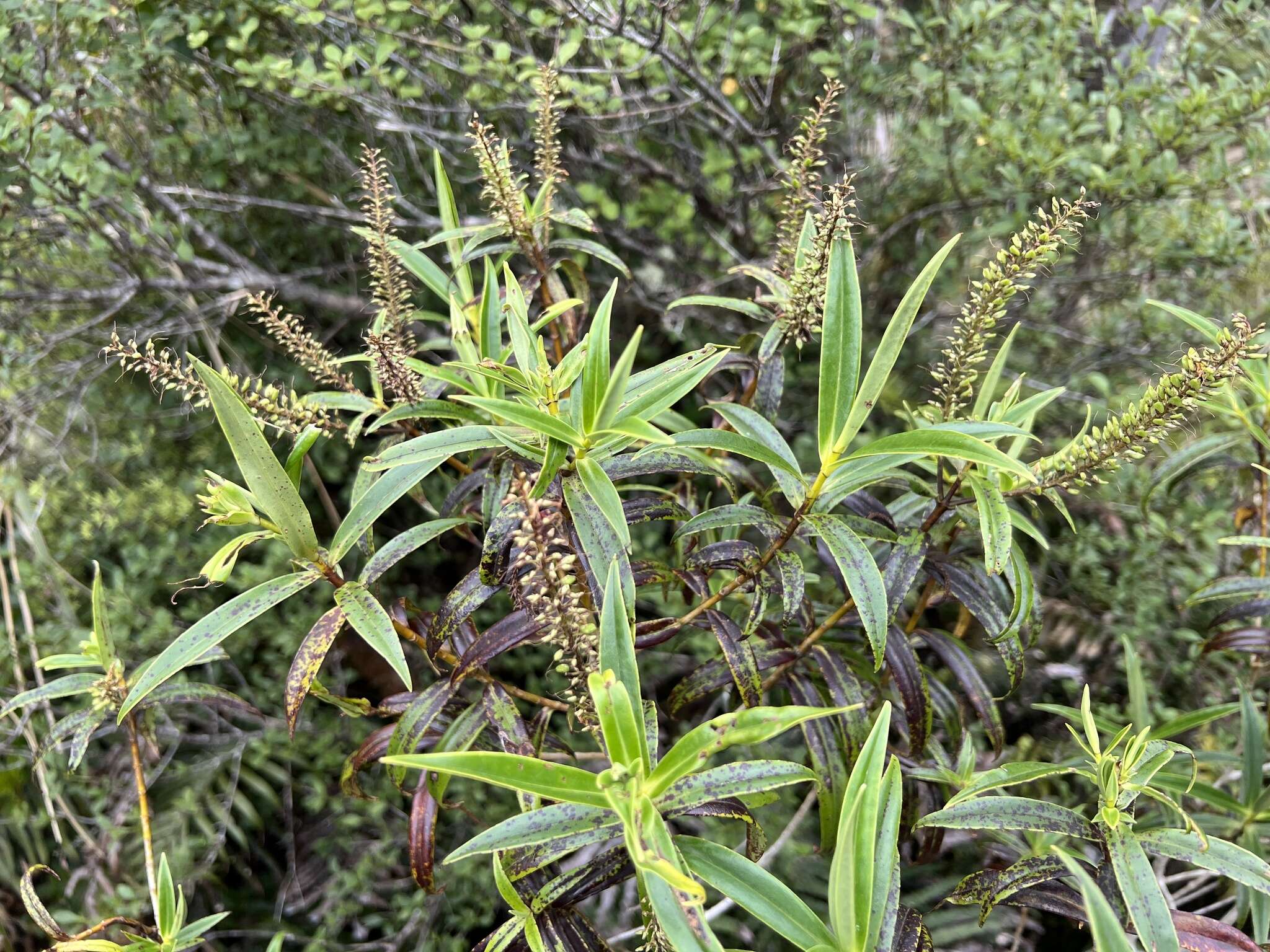 Image of Veronica corriganii (Carse) Garn.-Jones