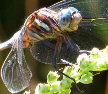 Image of Two-striped Skimmer