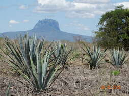 Image of tequila agave