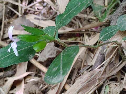 Image of Dicliptera japonica (Thunb.) Makino