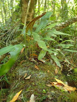 Image de Elaphoglossum acrostichoides (Hook. & Grev.) Schelpe