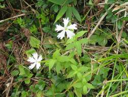 Image of Silene gracillima Rohrb.