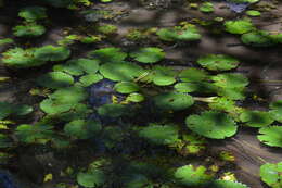 Image de Nymphaea ampla (Salisb.) DC.