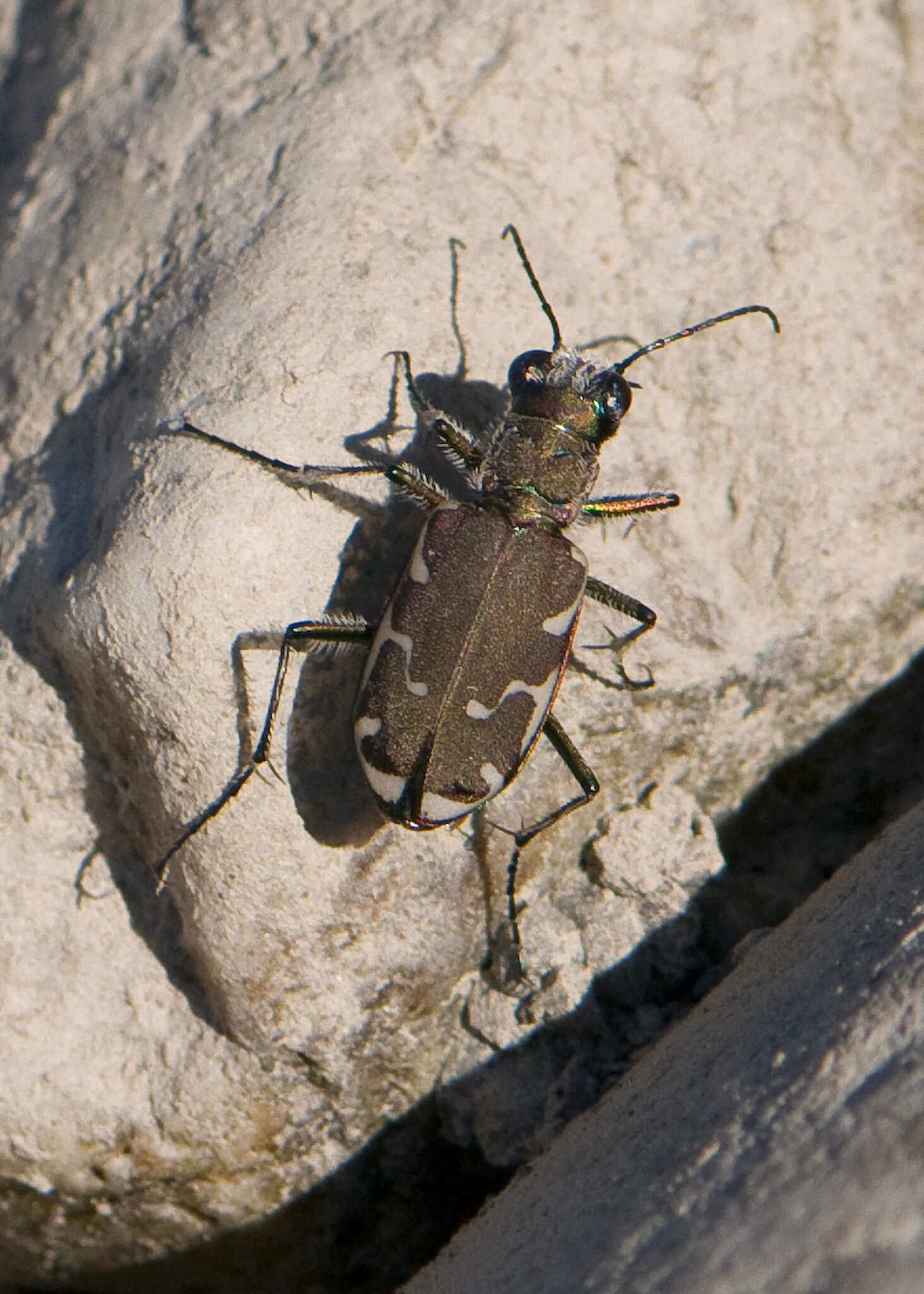 Image of Appalachian Tiger Beetle