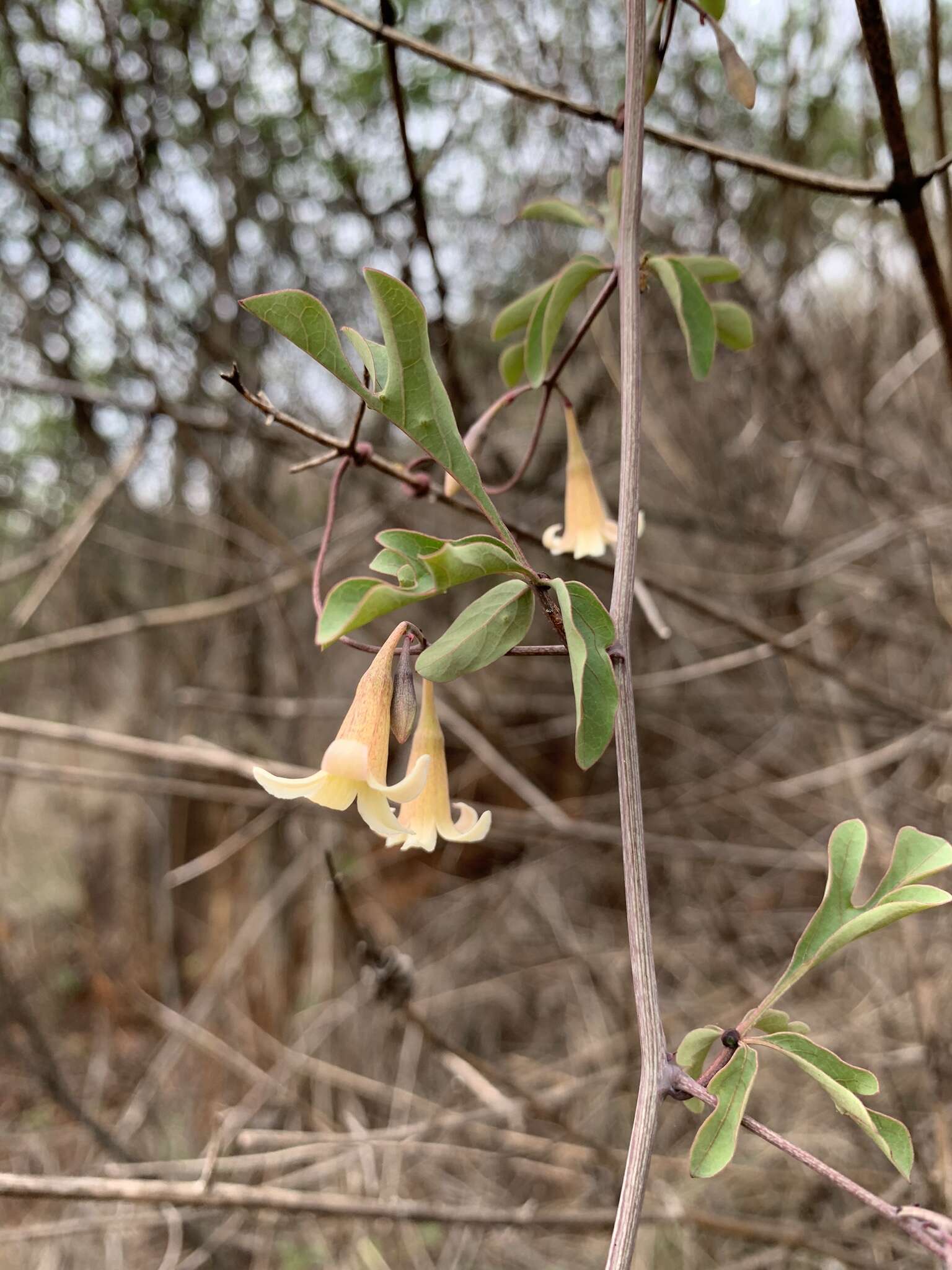 Image of Wild granadilla