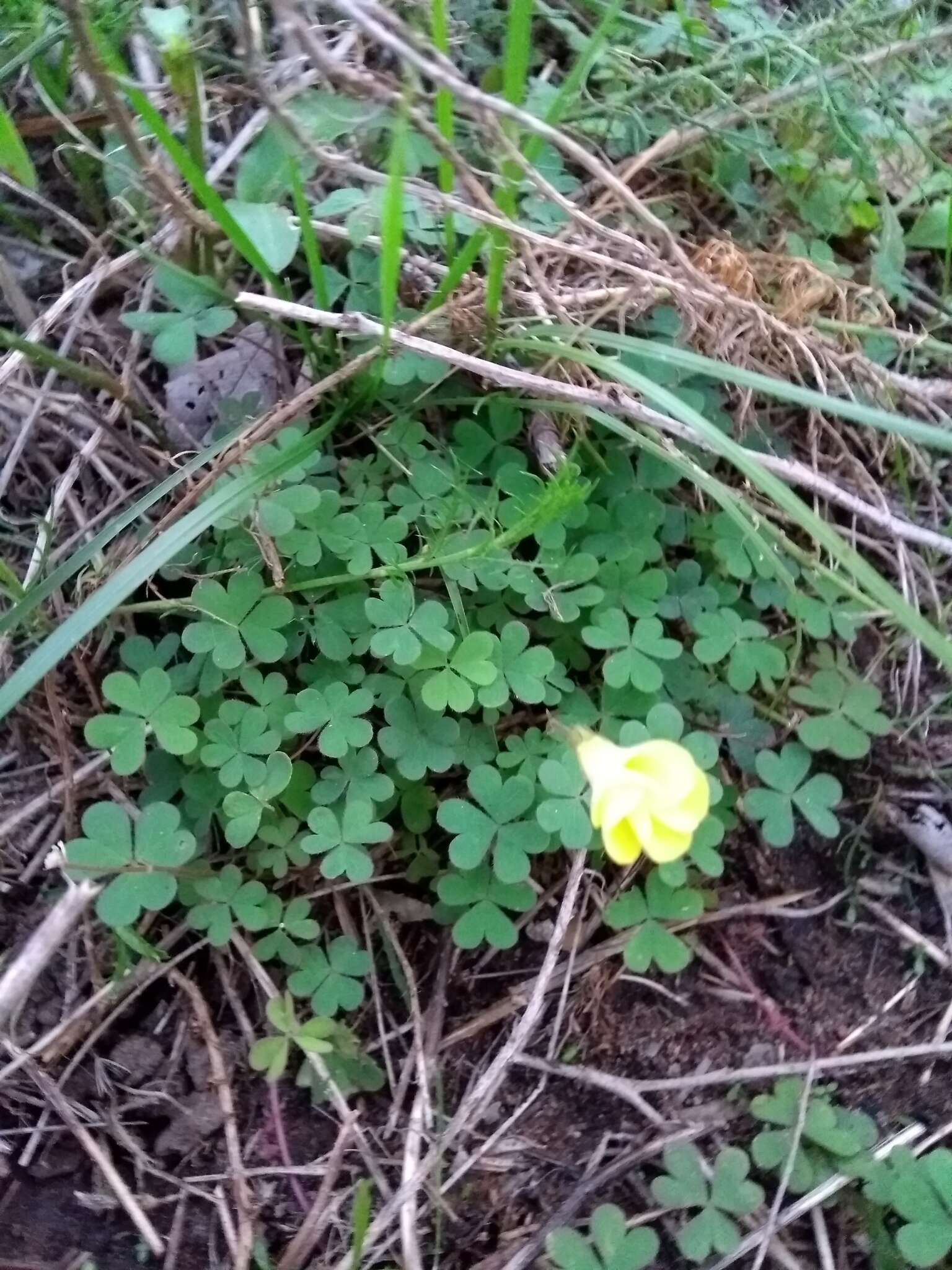 Sivun Oxalis conorrhiza (Feullée) Jacquin kuva