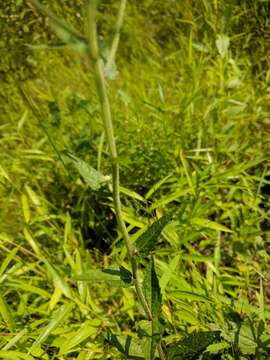 Image of rough boneset