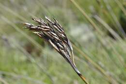 Image of Neesenbeckia punctoria (Vahl) Levyns