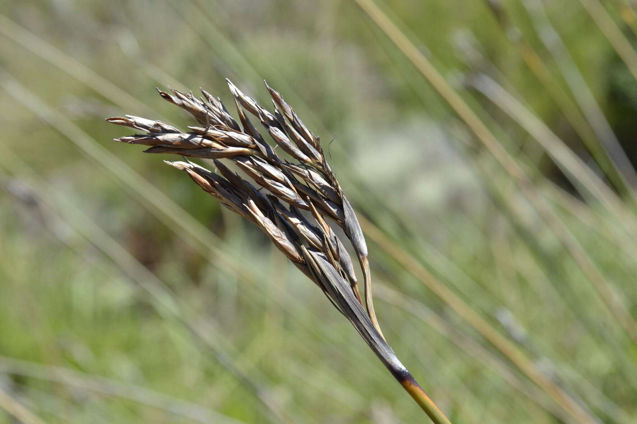 Imagem de Neesenbeckia punctoria (Vahl) Levyns