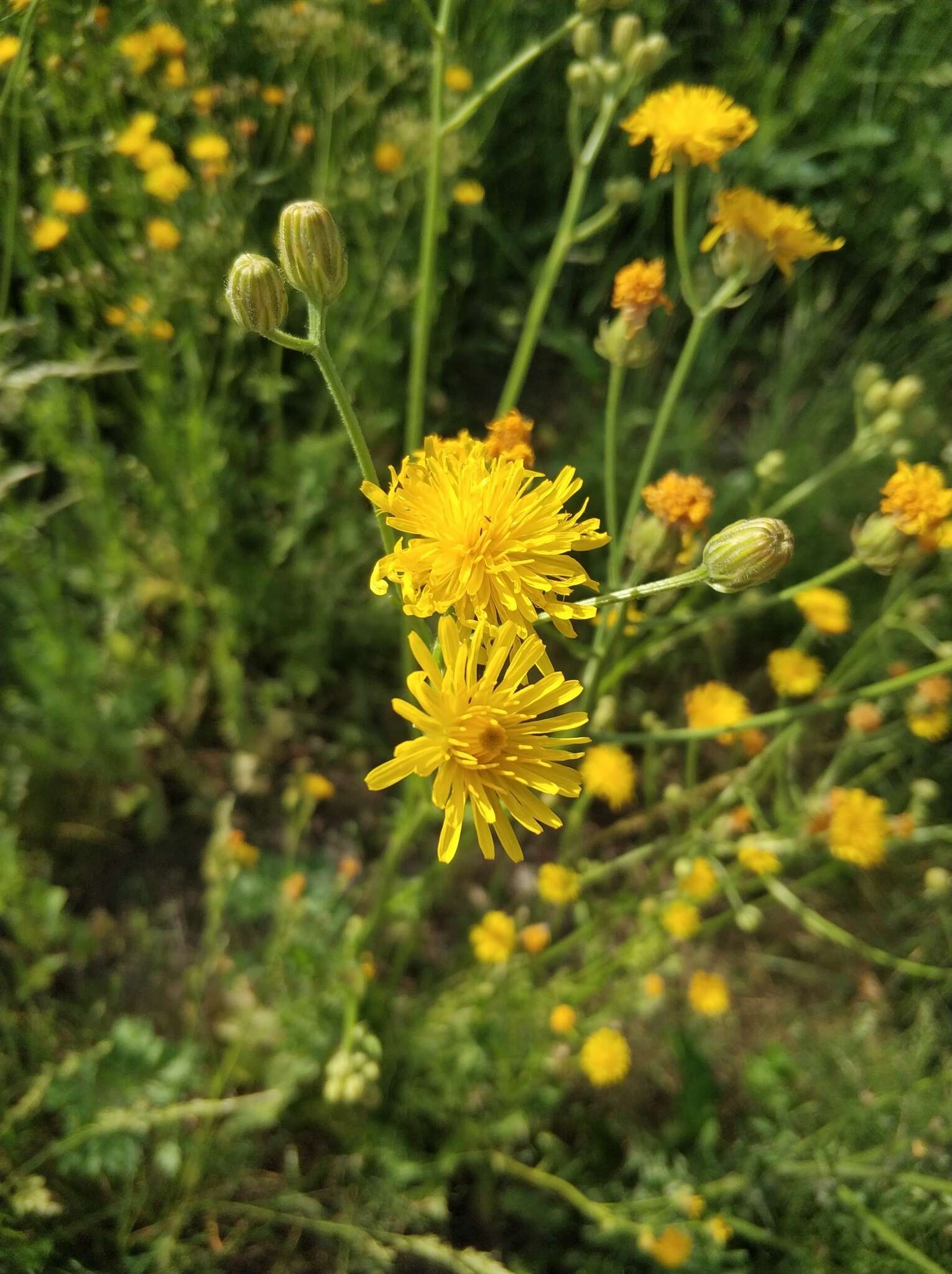 Image of rough hawksbeard