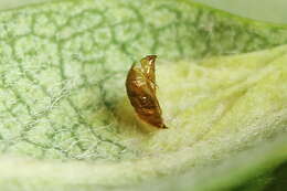 Image of Rowan Midget