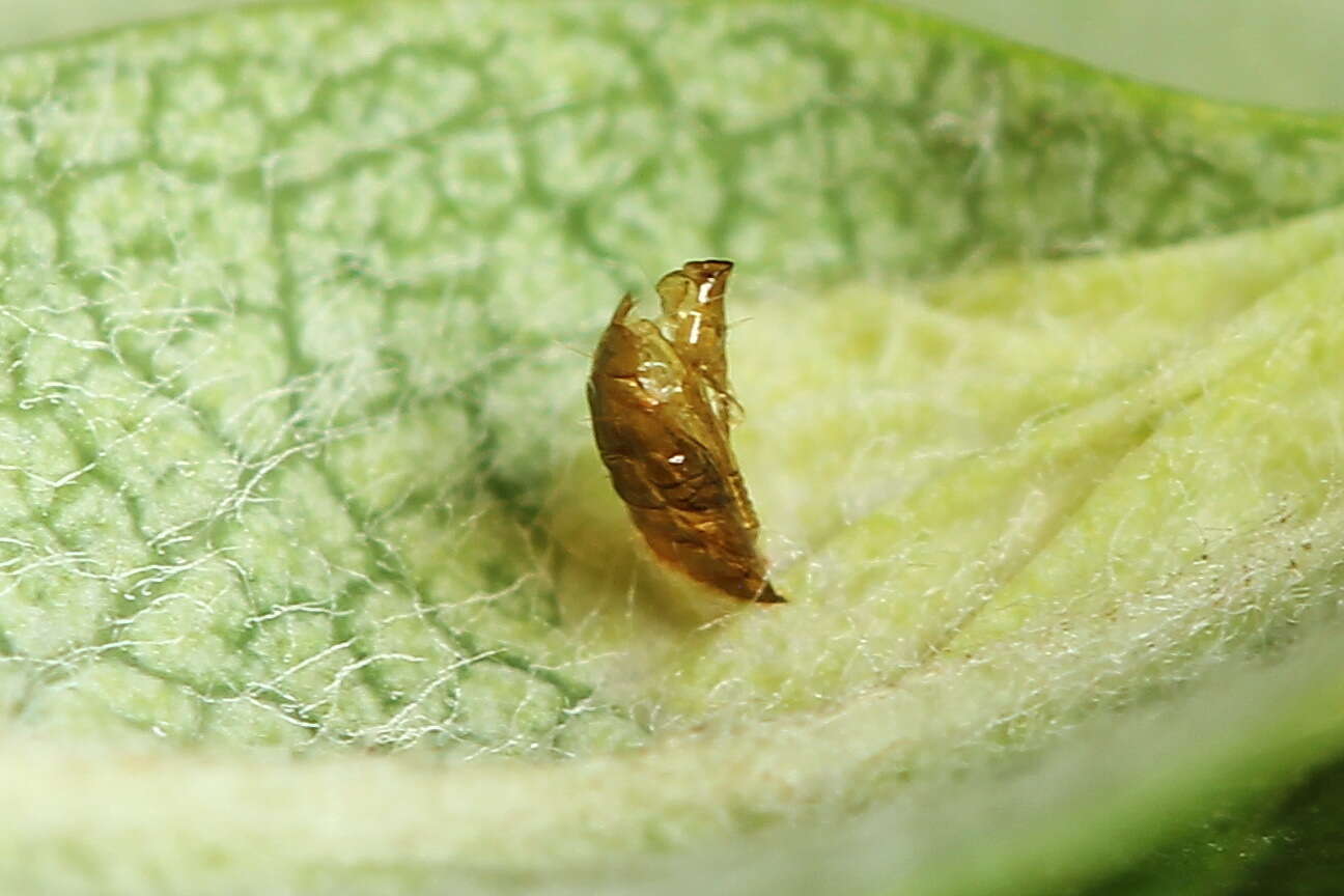 Image of Rowan Midget