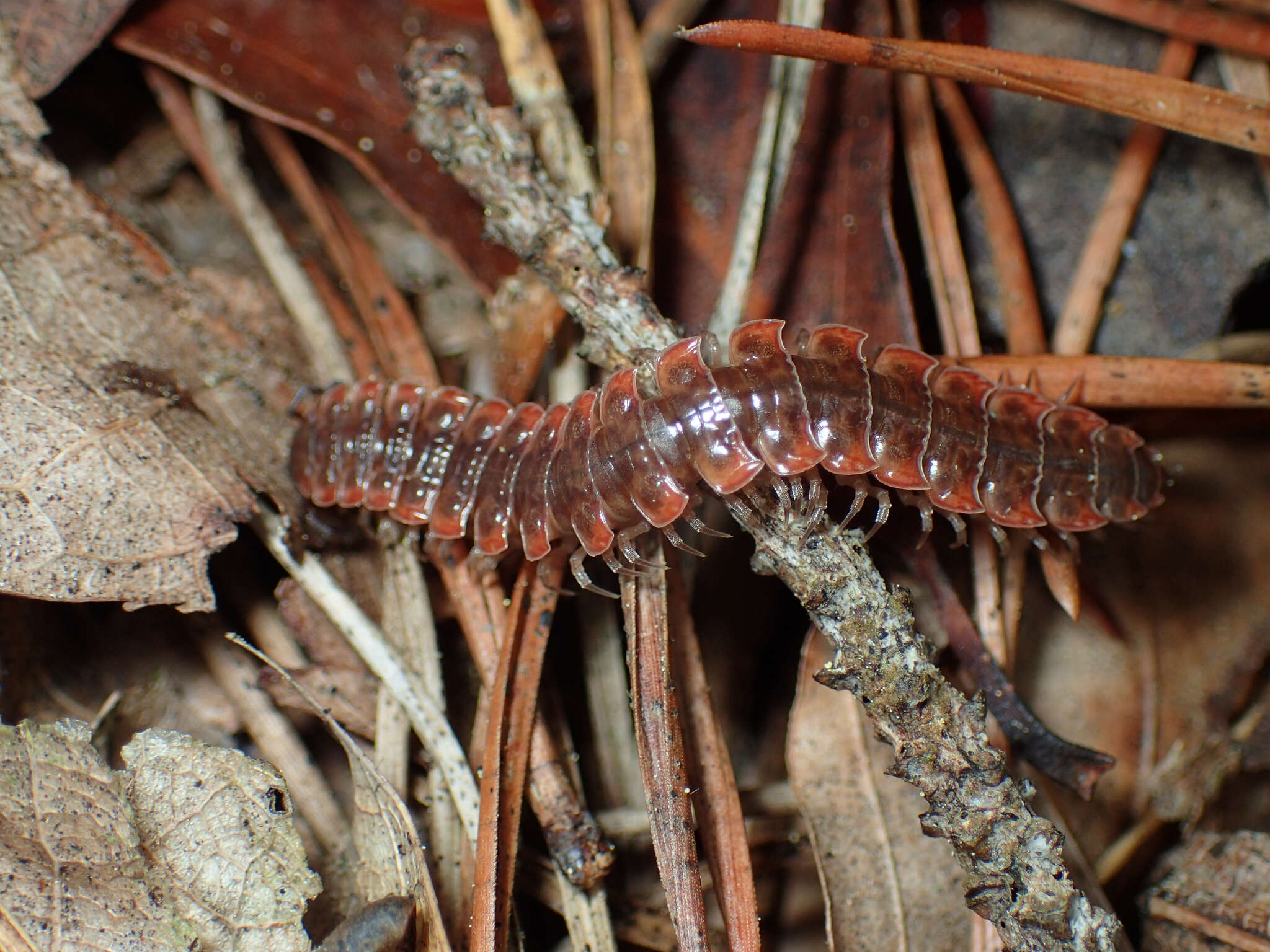 Image of Pseudopolydesmus erasus (Loomis 1943)