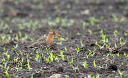 Image of Limosa limosa limosa (Linnaeus 1758)