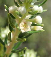 Image of Phylica axillaris var. axillaris