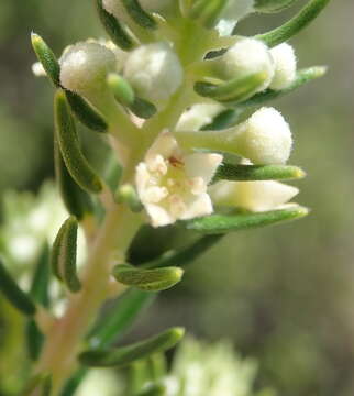 Image of Phylica axillaris var. axillaris