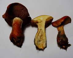 Imagem de Cortinarius rubicundulus (Rea) A. Pearson 1946