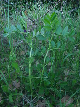 Imagem de Vicia narbonensis L.