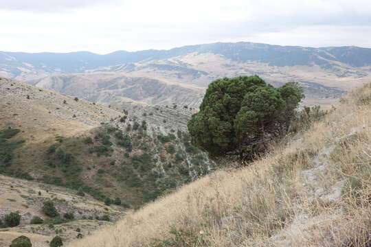 Слика од Juniperus excelsa subsp. polycarpos (K. Koch) Takht.