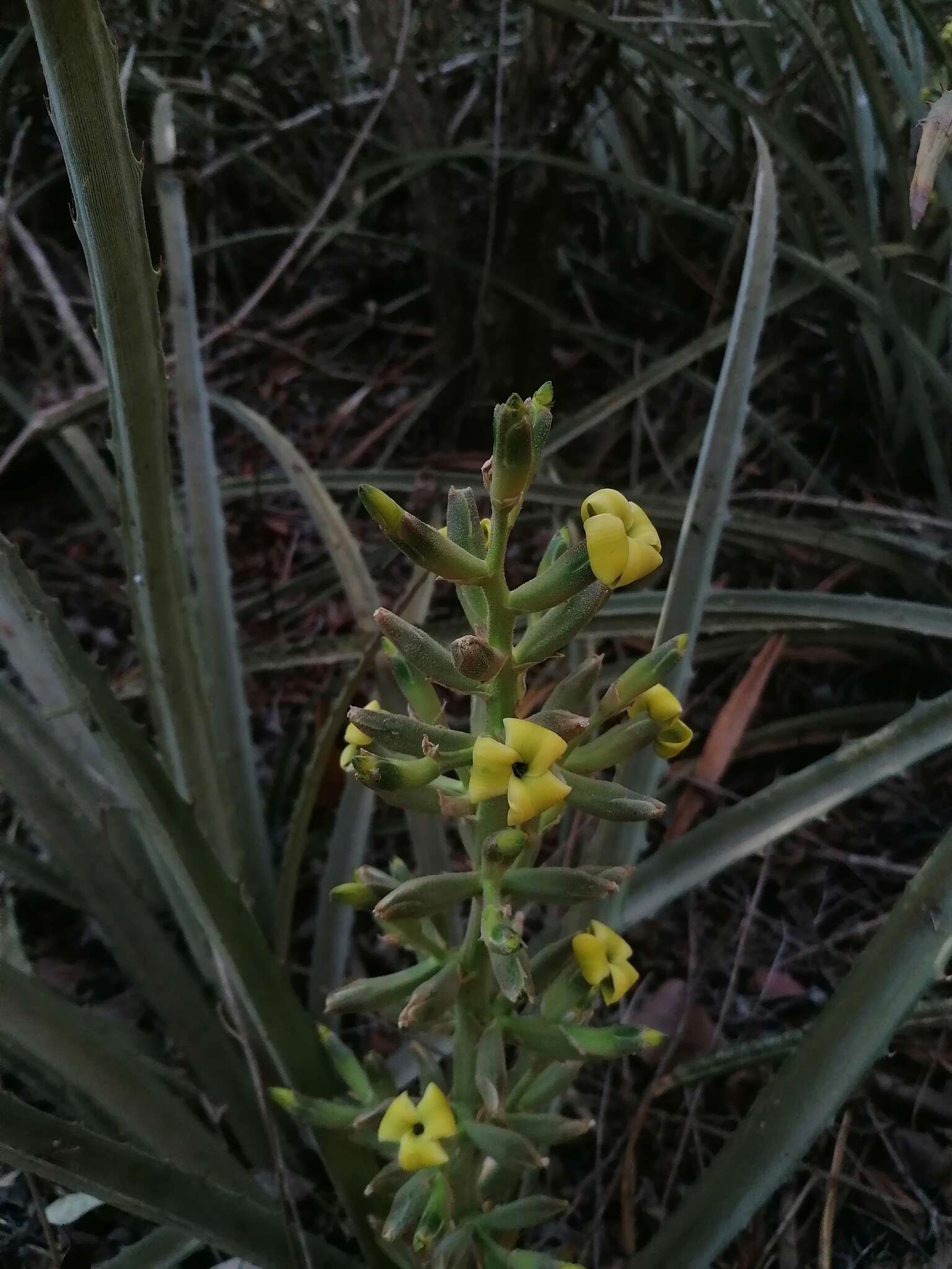 Слика од Bromelia palmeri Mez