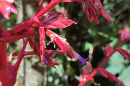 Image of Tillandsia tovarensis Mez