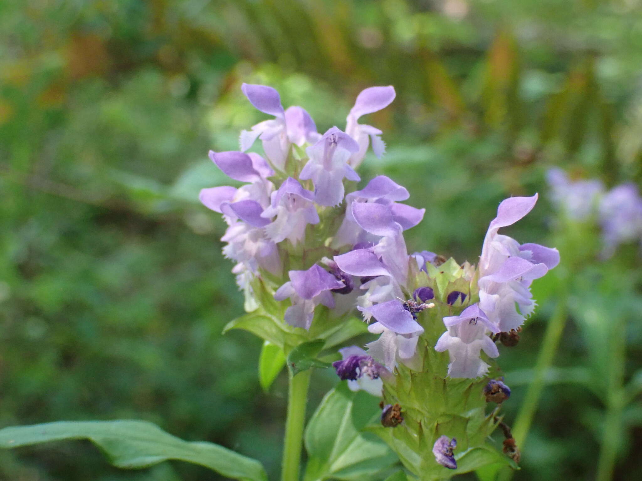 Prunella vulgaris subsp. vulgaris resmi