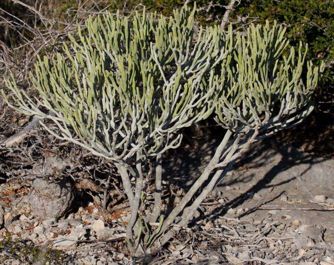 Image of Euphorbia fiherenensis Poiss.