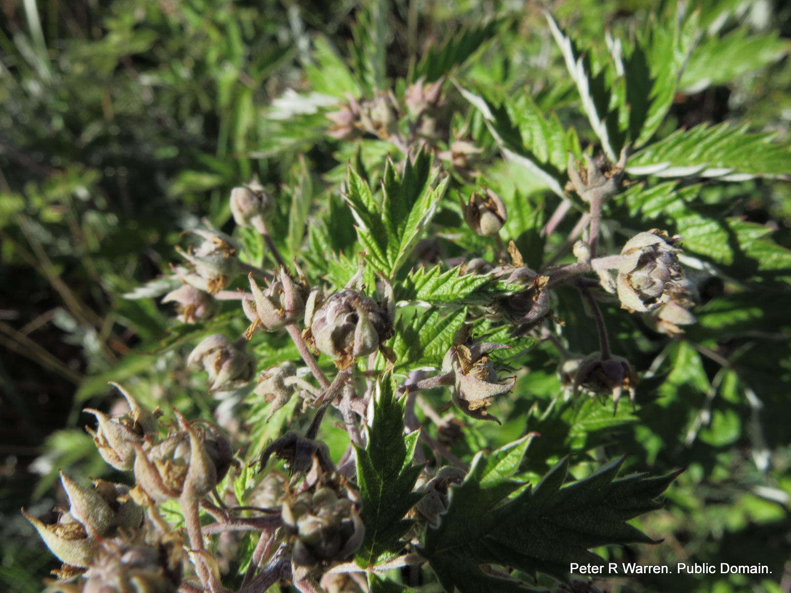 Image of Rubus ludwigii subsp. spatiosus C. H. Stirton