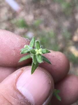 Image of Galium martirense Dempster & Stebbins