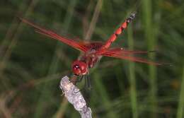 Image of Trithemis monardi Ris 1931