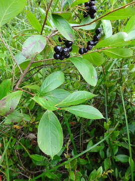 Image of Chokeberries