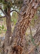 Image of Gymnosporia linearis subsp. lanceolata (E. Mey. ex Sond.) Jordaan