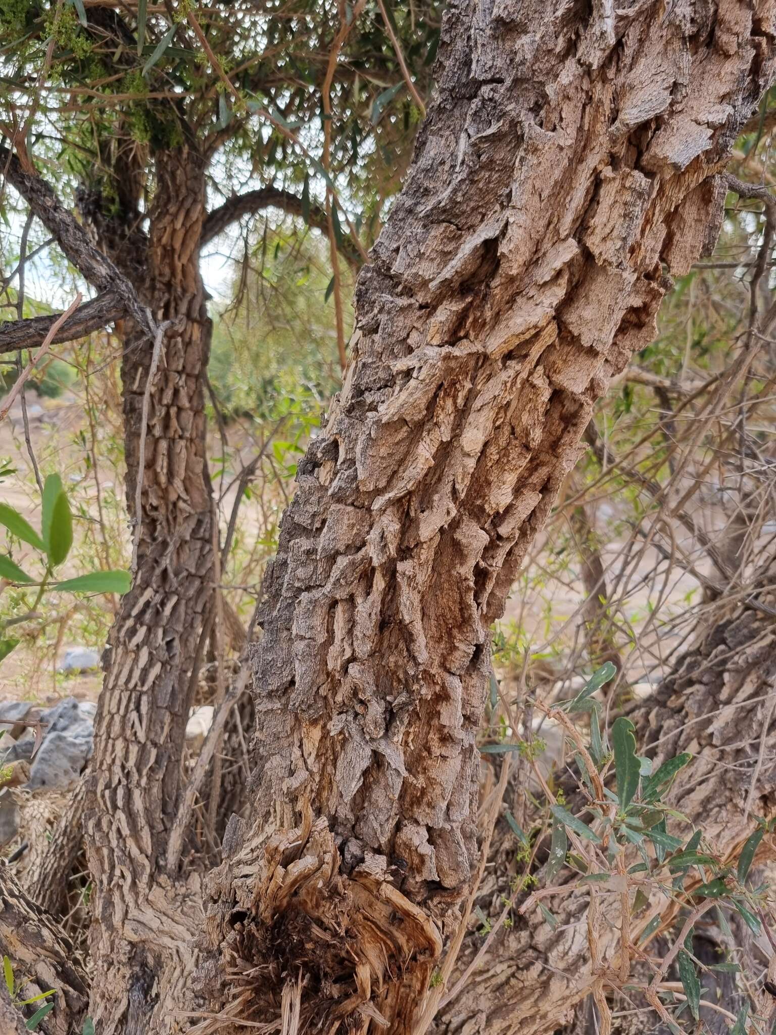 Image of Gymnosporia linearis subsp. lanceolata (E. Mey. ex Sond.) Jordaan