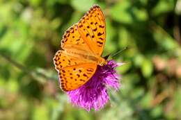 Image of High brown fritillary