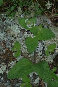 Image of Lepechinia meyenii (Walp.) Epling