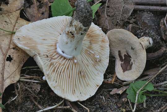 Image of Lactifluus luteolus (Peck) Verbeken 2012