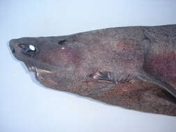 Image of Largespine Velvet Dogfish