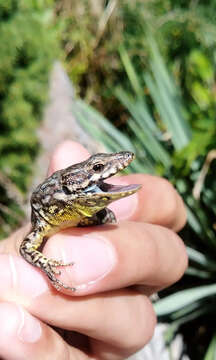 صورة Podarcis muralis maculiventris (Werner 1891)