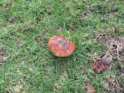 Image of Tricholoma fracticum (Britzelm.) Kreisel 1984