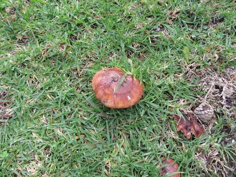 Image of Tricholoma fracticum (Britzelm.) Kreisel 1984